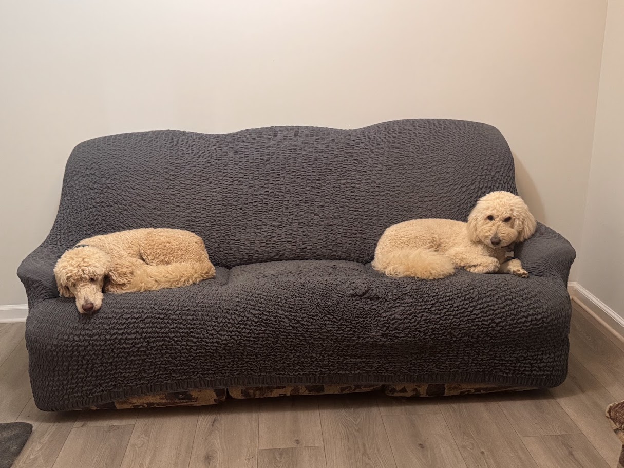 Two dogs relaxing together on a couch at Dog Friends
