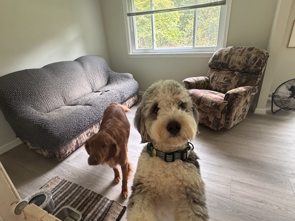 Two happy dogs together in the Dog Friends living room