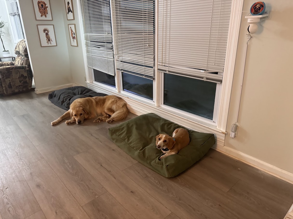 Two dogs resting comfortably on beds inside the Dog Friends home