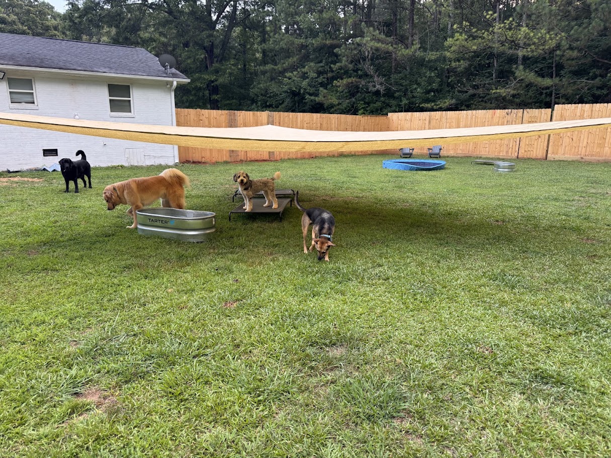 Dogs enjoying the spacious fenced Dog Friends yard
