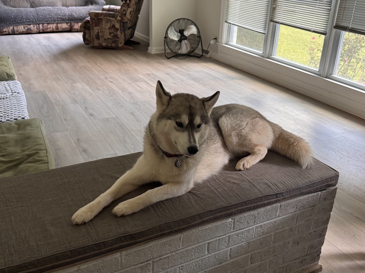 A husky relaxing comfortably inside the Dog Friends home