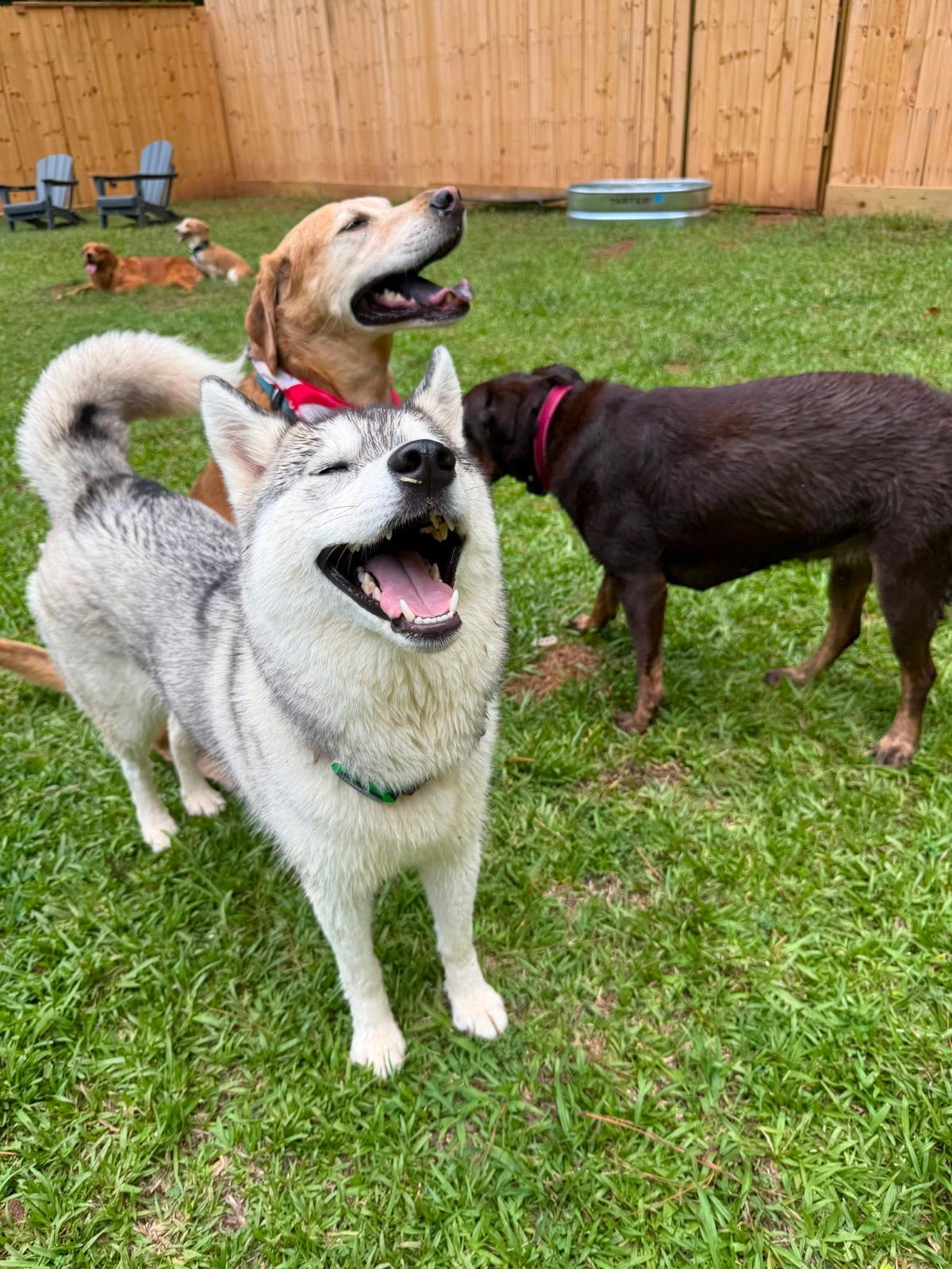 Happy dogs smiling and playing together in the secure Dog Friends yard