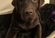 Chester profile photo