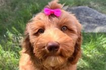 Marley profile photo