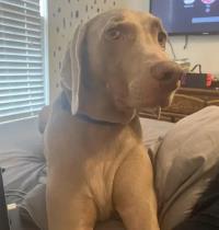 Oogi profile photo