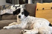 Piper profile photo