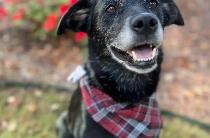 Gracie profile photo