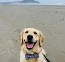 Bentley profile photo