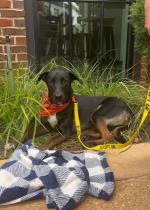 Archie profile photo