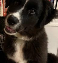 Rex profile photo