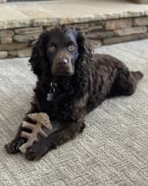 Cooper profile photo