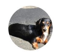 Whiskey profile photo