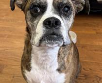 Remy profile photo