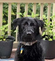 Onyx profile photo