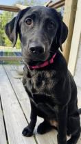 Raven profile photo