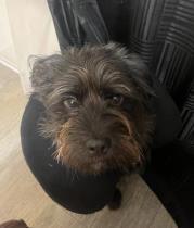 Pierce profile photo