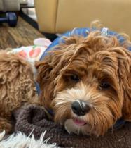 Ginger profile photo