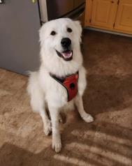 Moose G. profile photo