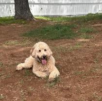 Milo profile photo