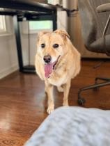 Penny profile photo