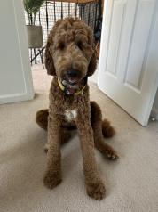 Phoebe profile photo