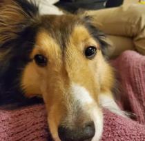 Curie profile photo