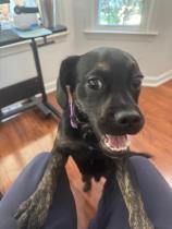 Denzi profile photo