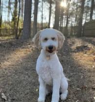Nova profile photo