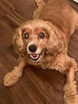 Tobey profile photo