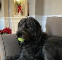 Finnegan profile photo